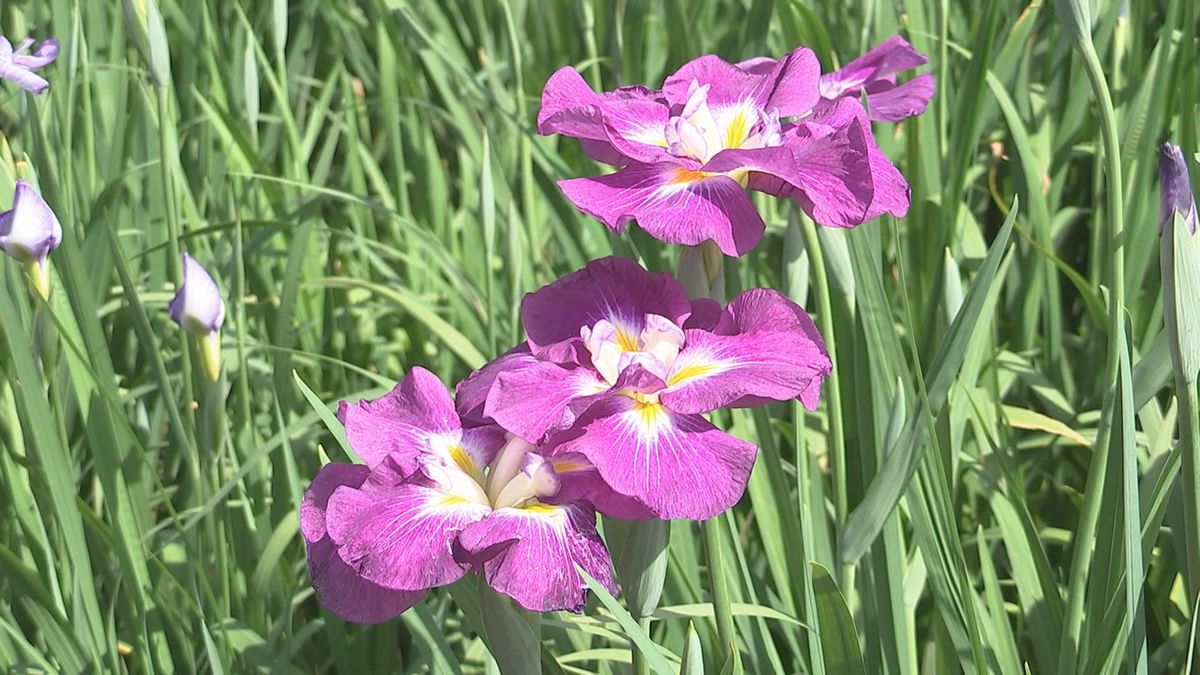 雨が似合う花「ハナショウブ」神楽女湖のほとりを彩る　大分県別府市