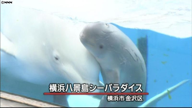 まだ灰色です…シロイルカの赤ちゃん誕生