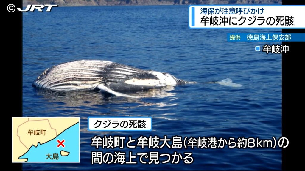 漂流するクジラの死骸見つかる　牟岐沖を漂流中のため海上保安部が船舶に注意を呼びかけ【徳島】