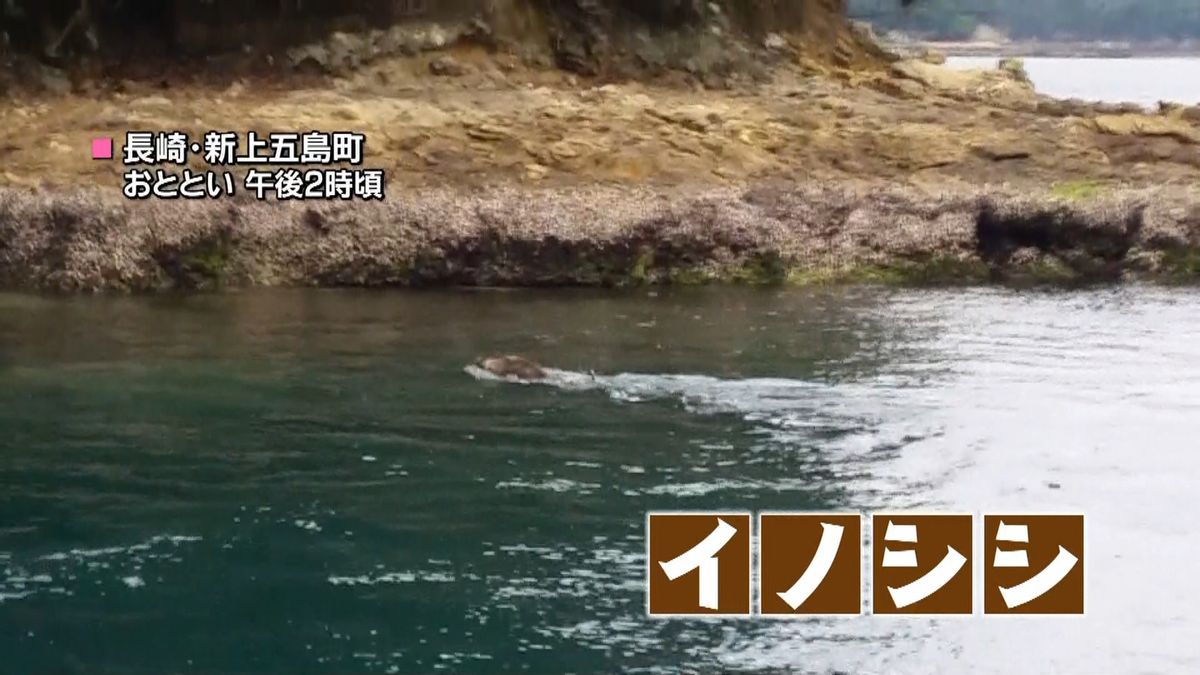 イノシシ海を渡る…悠々と２０メートル泳ぐ