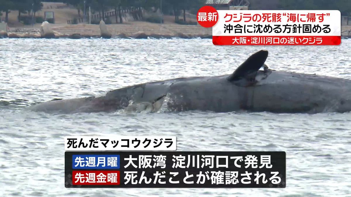クジラの死骸“海に帰す”　沖合に沈める方針固める　大阪市