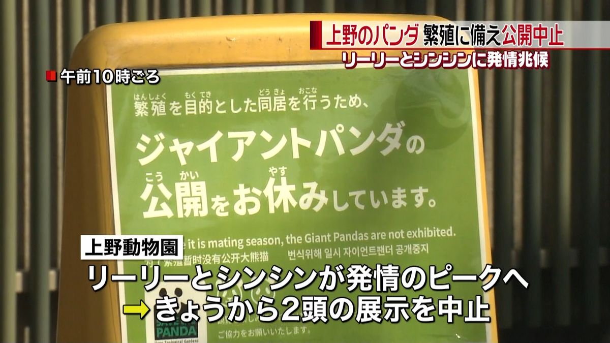 上野動物園パンダ展示中止、繁殖向け同居へ