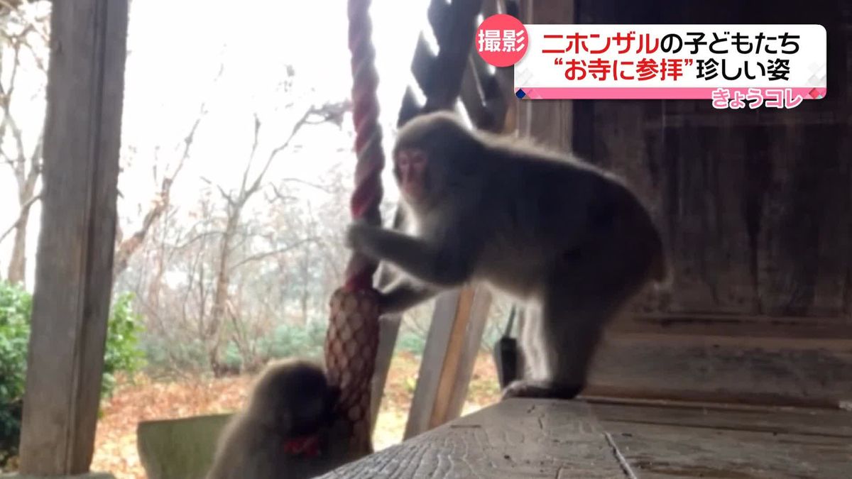 ニホンザルの子どもたち　縄にぶらさがり…“お寺に参拝”？　山形・米沢市