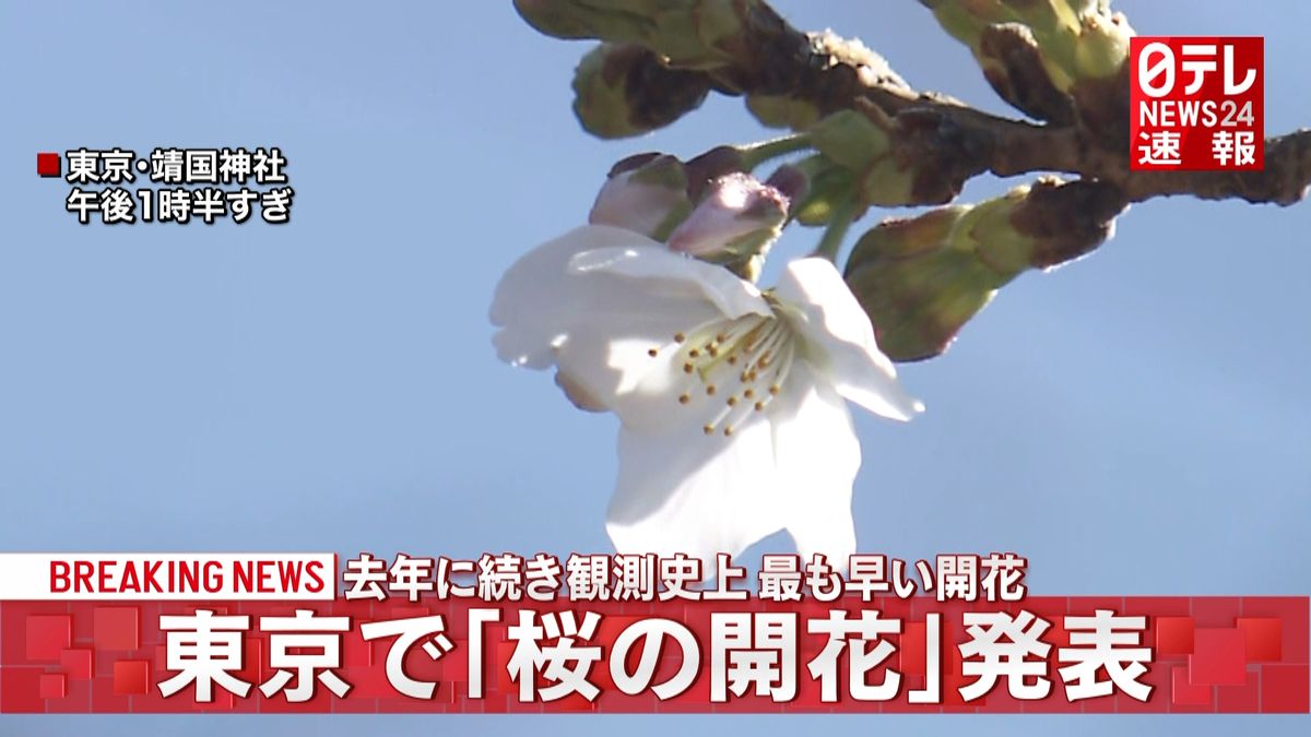 東京で桜開花発表　去年と並び史上最も早く