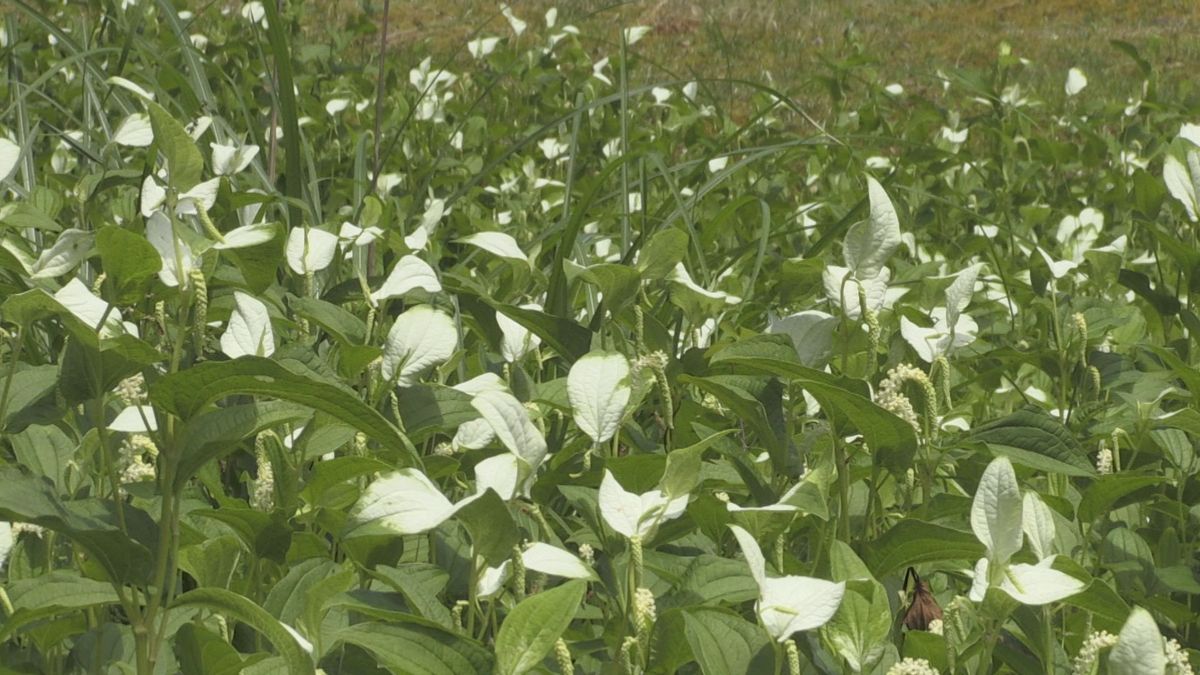 化粧したように葉っぱが白く ハンゲショウが福井県高浜町で見ごろ