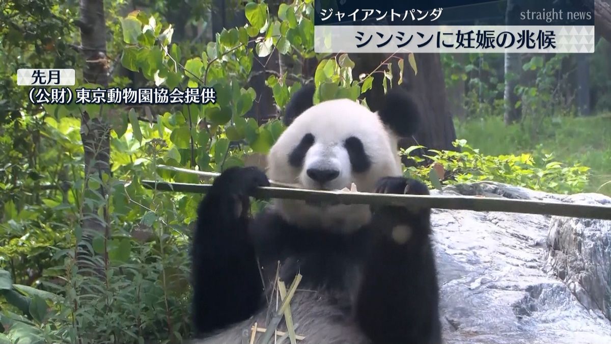 上野動物園ジャイアントパンダに妊娠の兆候