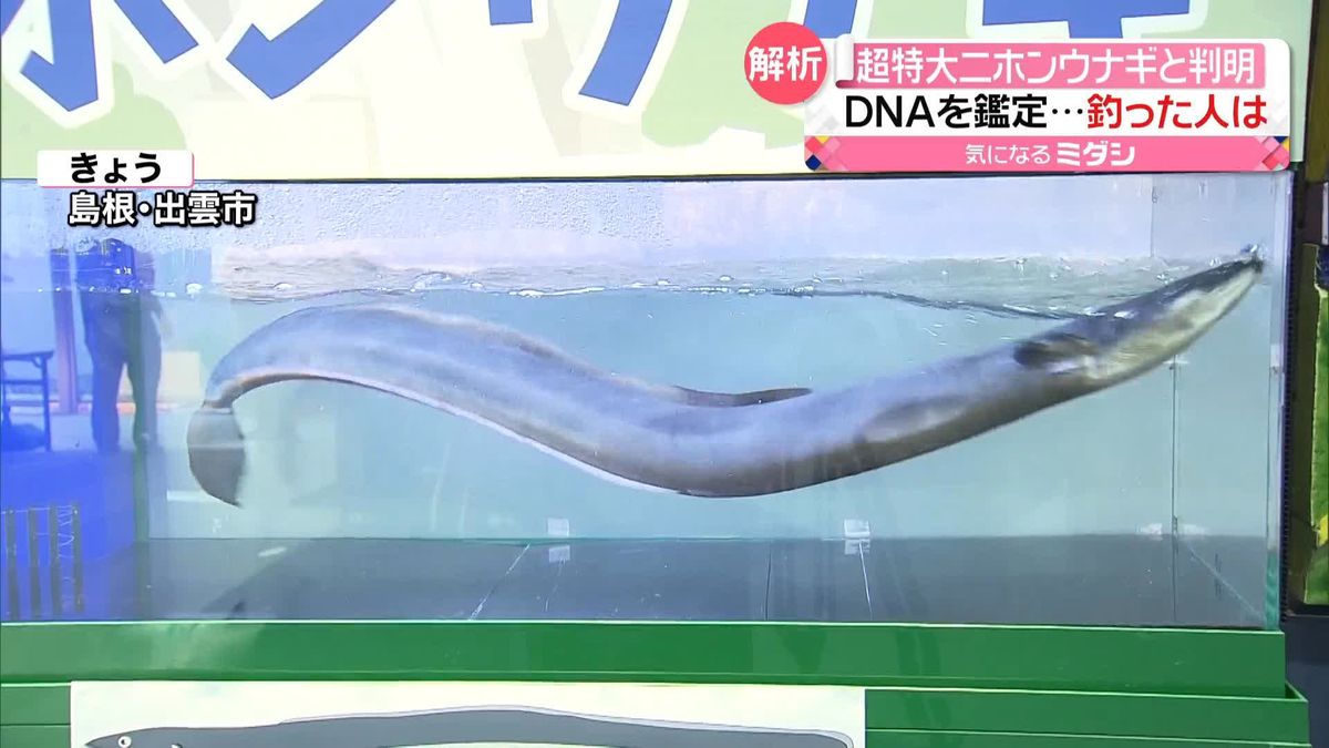 DNA鑑定で「ニホンウナギ」と判明　ダム湖で釣り上げられた巨大ウナギ　釣った人は…　島根・出雲市