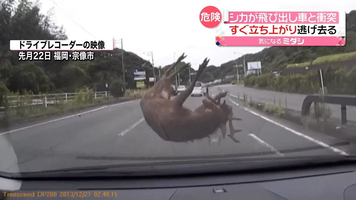 「シカ」が車と衝突…危険な瞬間がドラレコに　「気づいた時には、車の前に…」　福岡