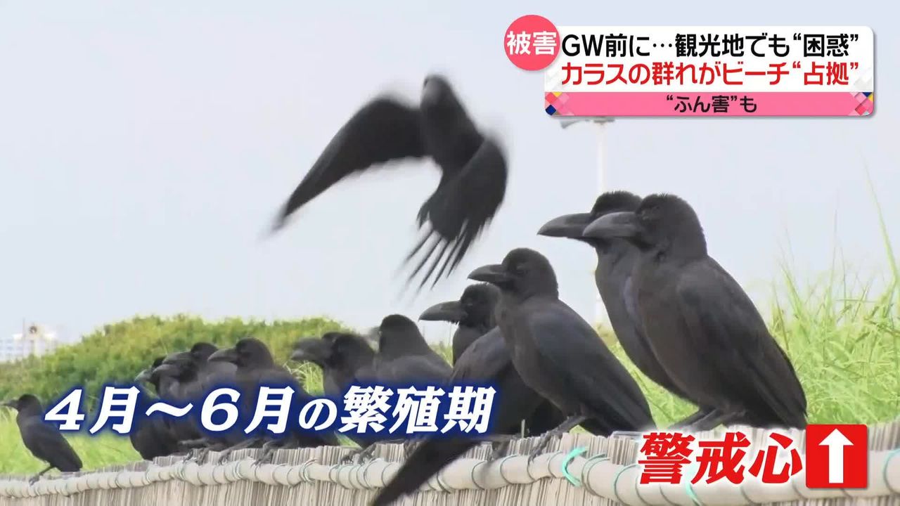 都会でカラスの被害が増加 ゴミ増加でエサが豊富 “繁殖シーズン”で人への襲撃も…（2023年4月25日掲載）｜日テレNEWS NNN