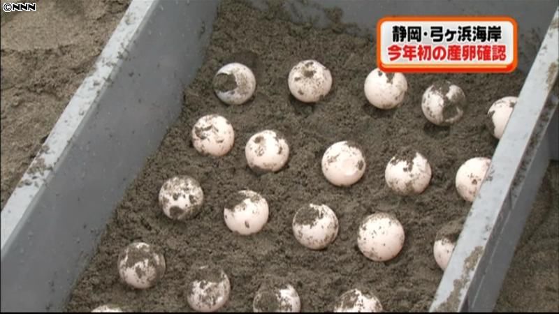 ウミガメの産卵確認される　静岡・南伊豆町