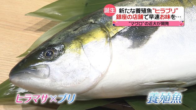 ヒラブリ って 続々登場 新 養殖魚