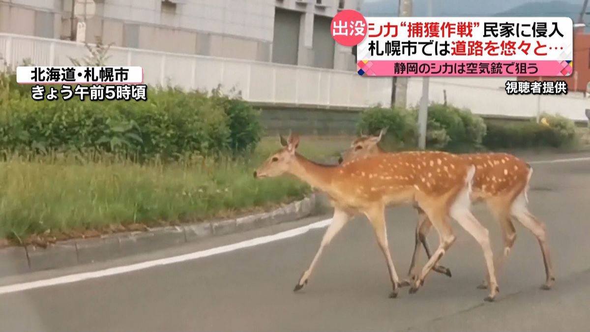 静岡でシカ“捕獲作戦”札幌市では道路を…