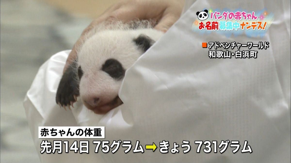 先月誕生パンダの赤ちゃんお披露目　和歌山