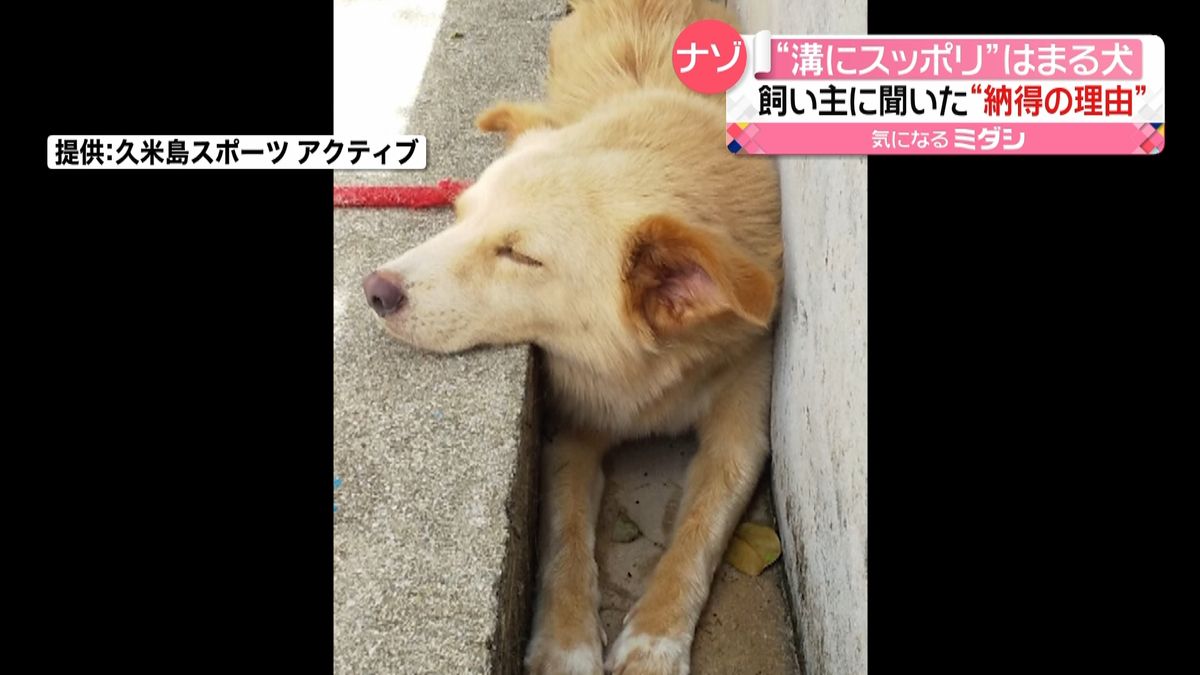 “溝にすっぽり”ハマる犬　納得の理由とは