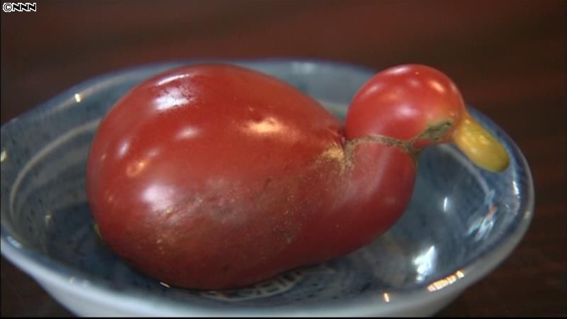 どこから見ても…アヒルの形のトマト　静岡
