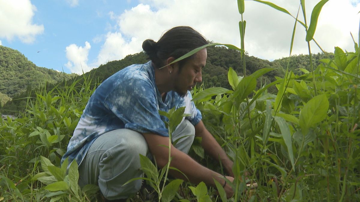 藍農家 清水裕太さん