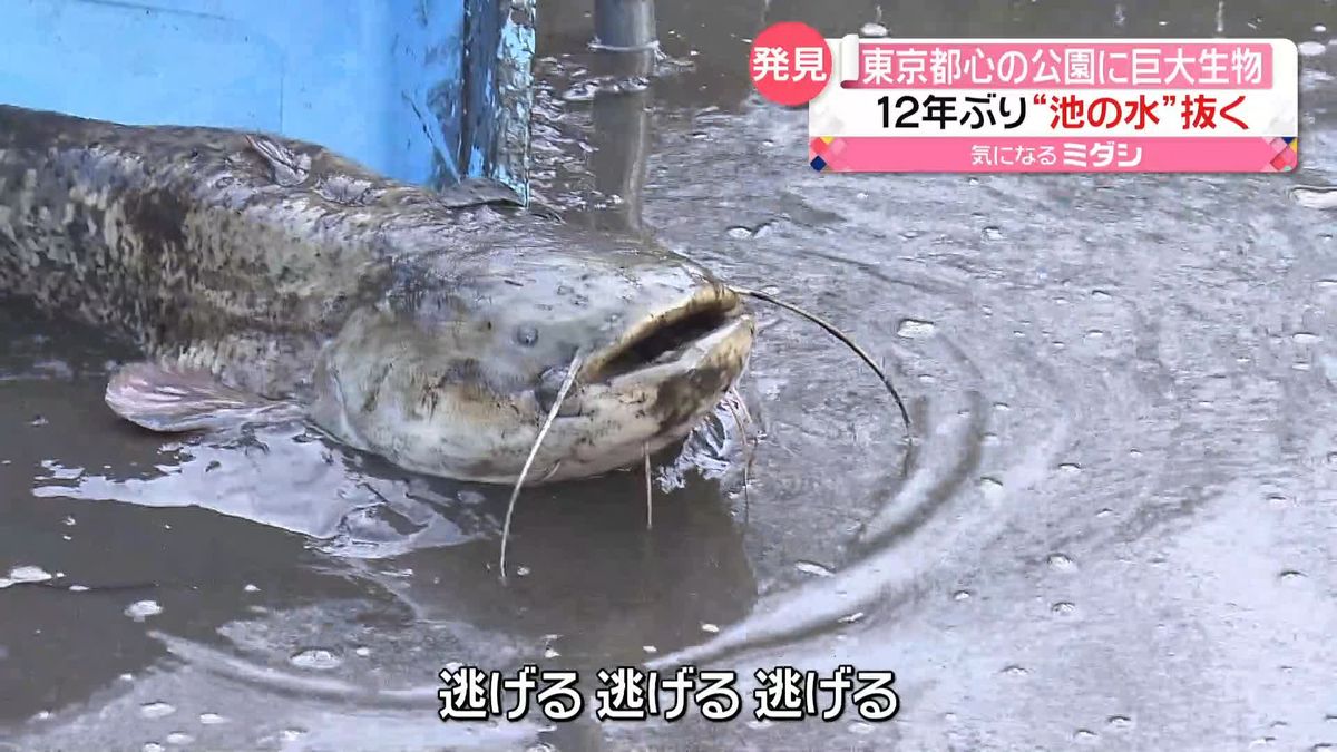 東京都心の池に“巨大ナマズ”　12年ぶりに“池の水”抜き生態調査で捕獲