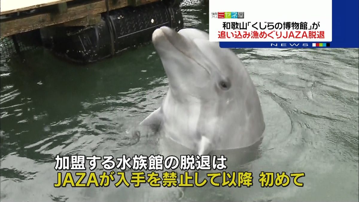 イルカ漁続ける…和歌山の水族館が協会脱退