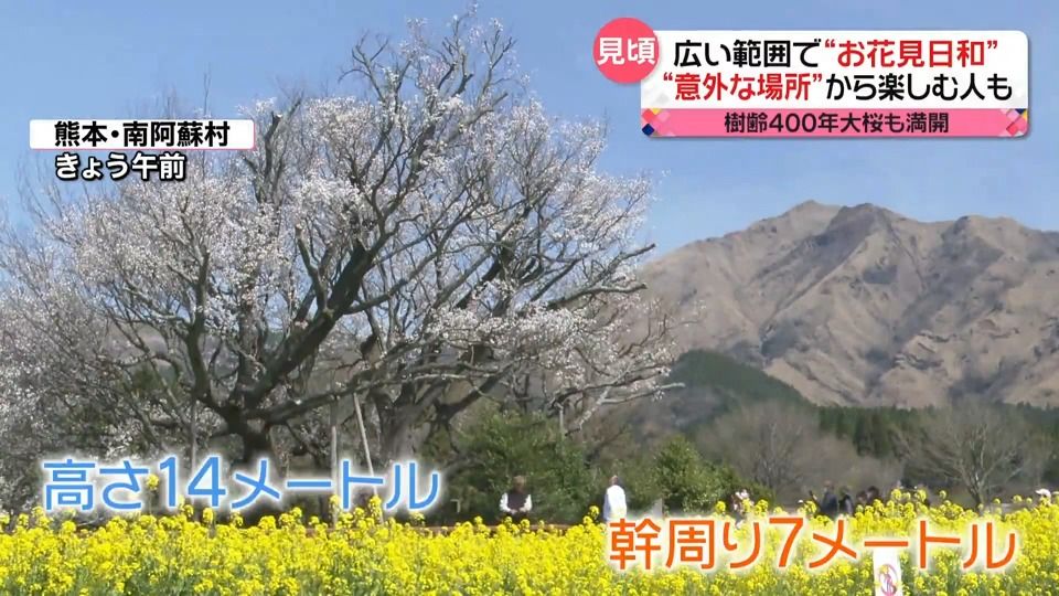 広い範囲で“お花見日和”　樹齢400年のヤマザクラ「一心行の大桜」も満開に