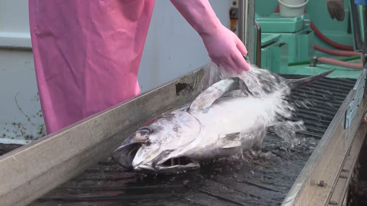 お盆を前にマグロ水揚げ　ビンナガマグロ中心に約700匹　三重・尾鷲市