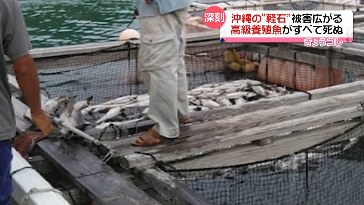 軽石漂着で高級養殖魚がすべて死ぬ