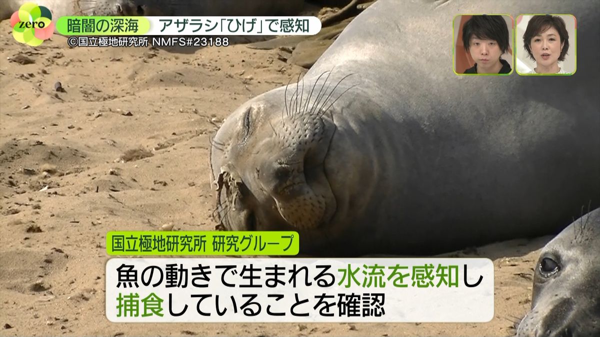 キタゾウアザラシ 光届かない深海で“ひげ”使い捕食