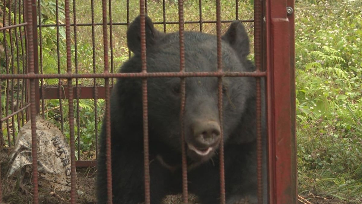 クマによる人的被害が過去10年で最多　食害件数も過去5年で最多　山形県内