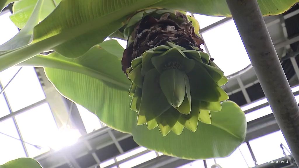 生涯一度だけの花…　珍しいスノーバナナ開花　富山県中央植物園