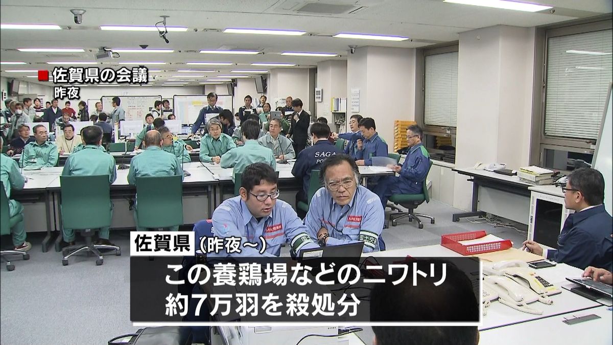 佐賀県で鳥インフル　７万羽の殺処分を開始