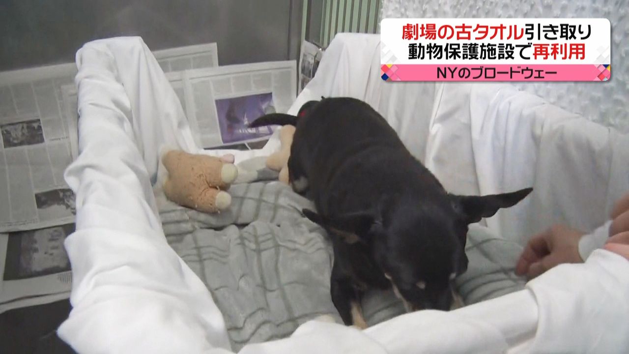 動物 保護 施設 タオル