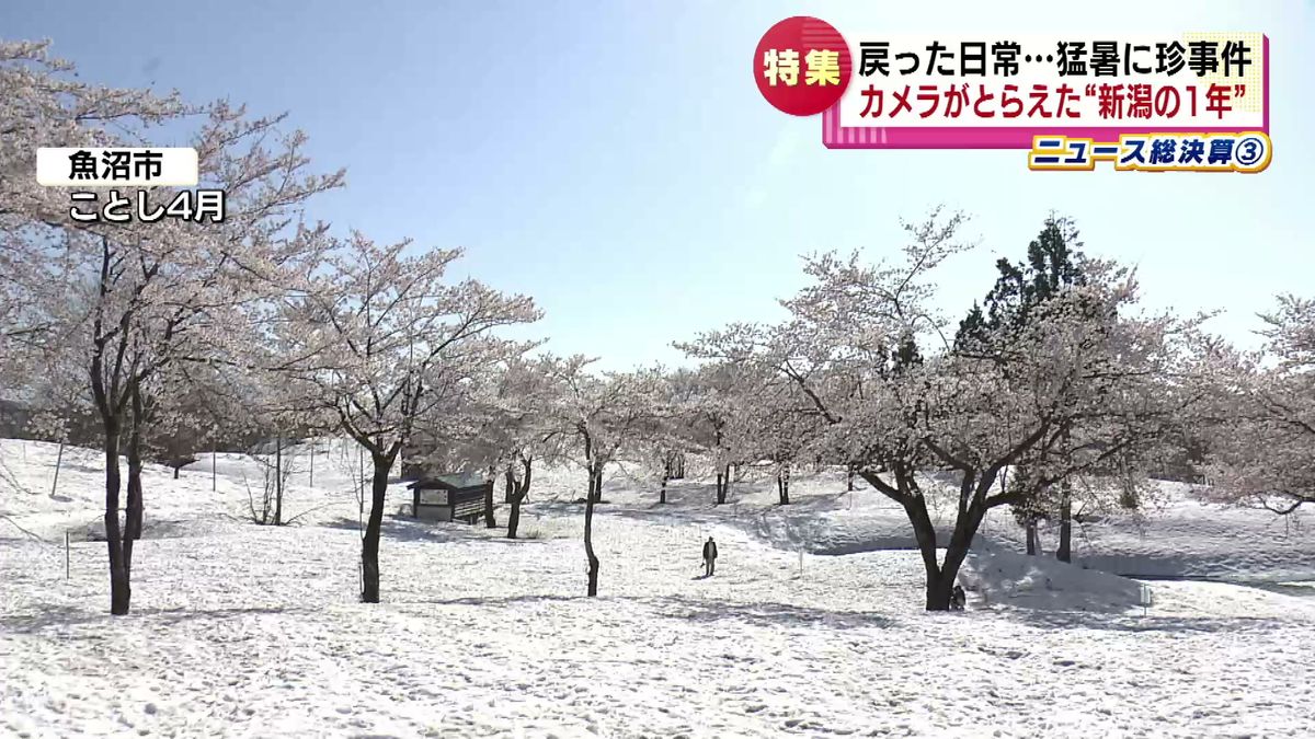 雪上桜