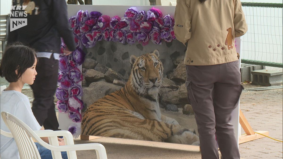 元気な大きなトラでした…徳山動物園のアムールトラ ケンのお別れ会