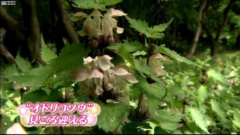 オドリコソウの花が見頃　東京・羽村市