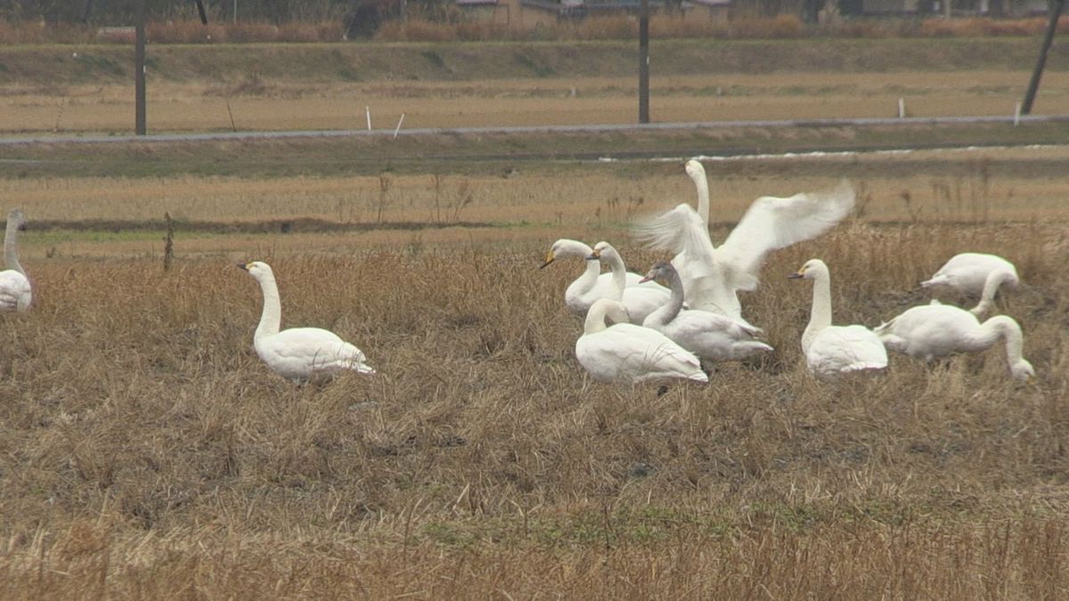 若狭町の冬水田んぼにコハクチョウが今年も飛来 なかには珍しいオオハクチョウも 優しく見守って