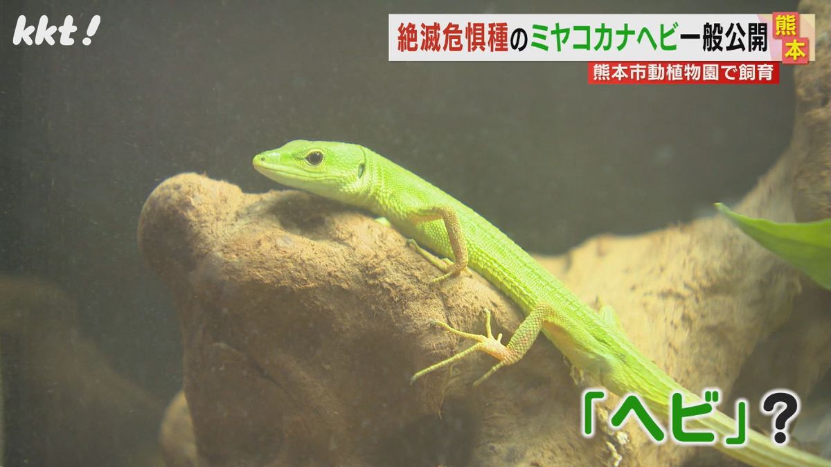 鮮やかな緑色でつぶらな瞳 沖縄のみ生息のトカゲ｢ミヤコカナヘビ｣公開 熊本に来たのは理由が…