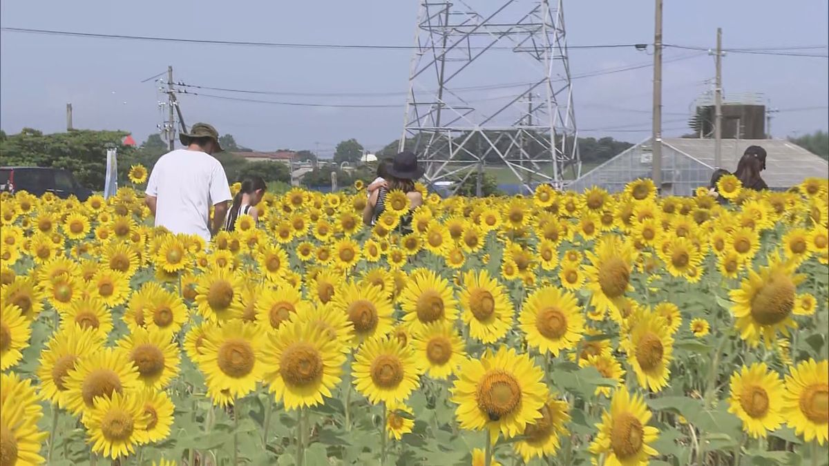 20万本のヒマワリ咲き誇る　坂井市三国町池上　午前中から各地で30度超え、熱中症に注意