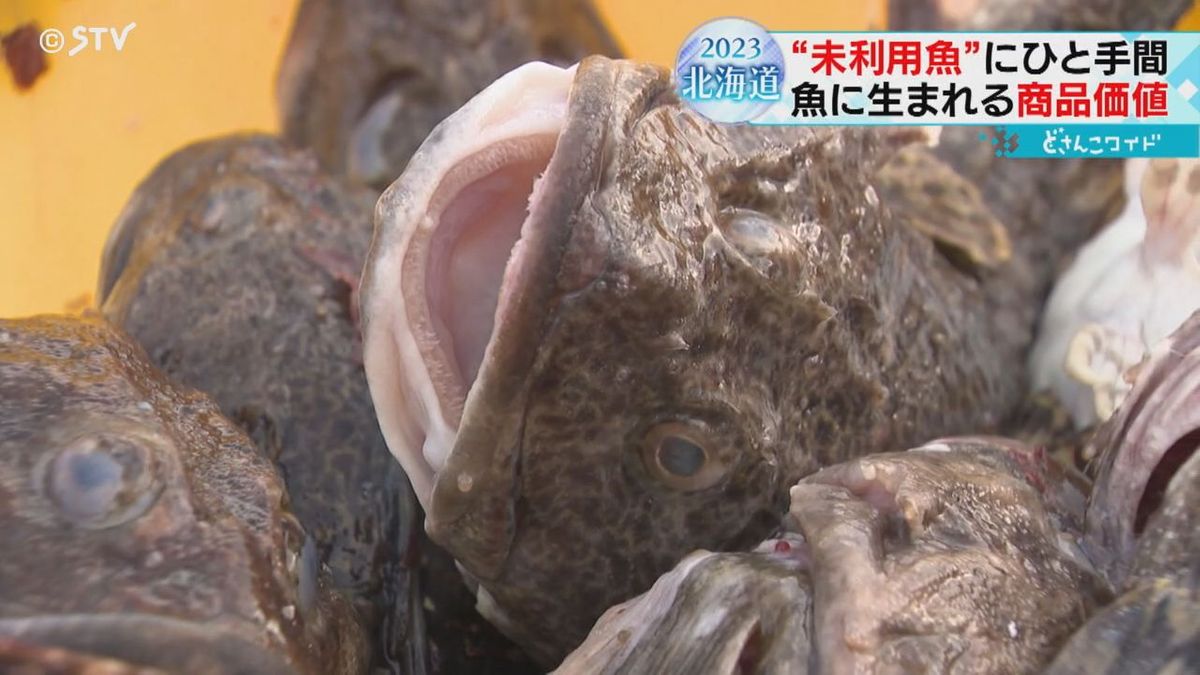 浜値で１キロ５円　使い道が少ないカジカを有効活用　未利用魚の魅力を発信　北海道