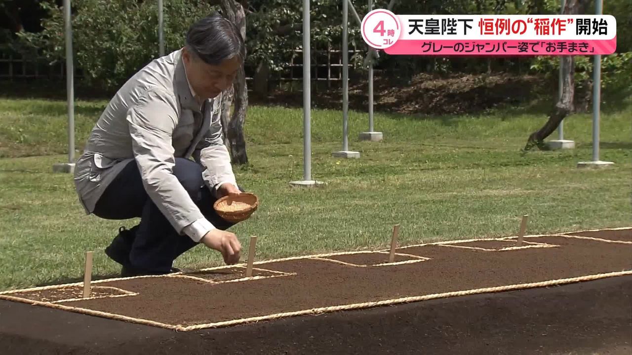 天皇陛下、皇居での稲作ことしも　稲の種もみまく「お手まき」