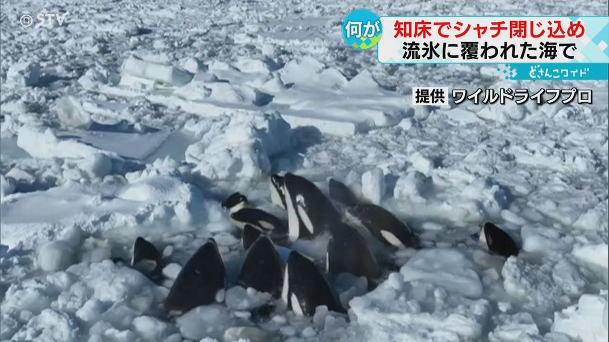 自然…シャチ数頭が流氷に閉じ込められ動けず　岸からも姿確認