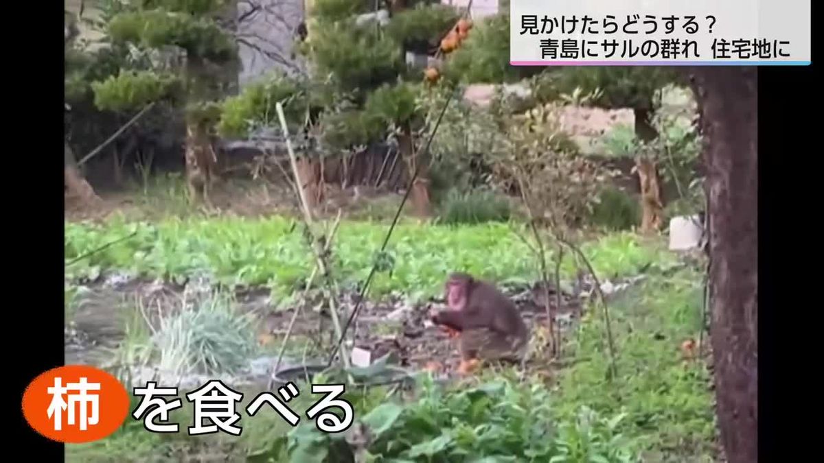 「冬場に向かって栄養を蓄える時期」住宅地にサルの群れ　見かけたらどうする？