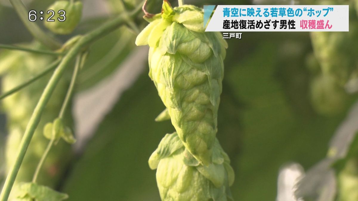 真夏日の三戸町で青空に映える若草色のまりばなを丁寧に摘み取る　産地復活へホップの収穫に汗