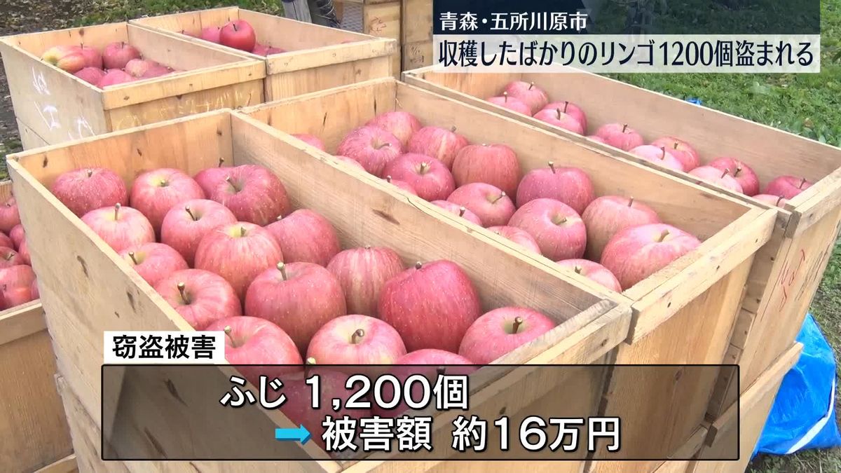 収穫したばかりのリンゴ1200個盗まれる　青森・五所川原市