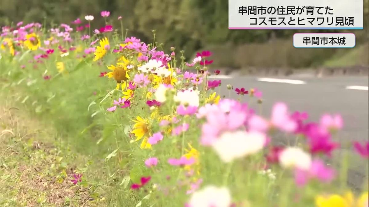 串間市本城地区　コスモスとヒマワリ見頃