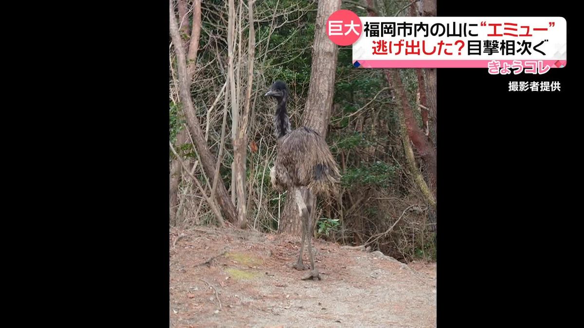 逃げ出した？　福岡市内の山に“エミュー”　目撃相次ぐ