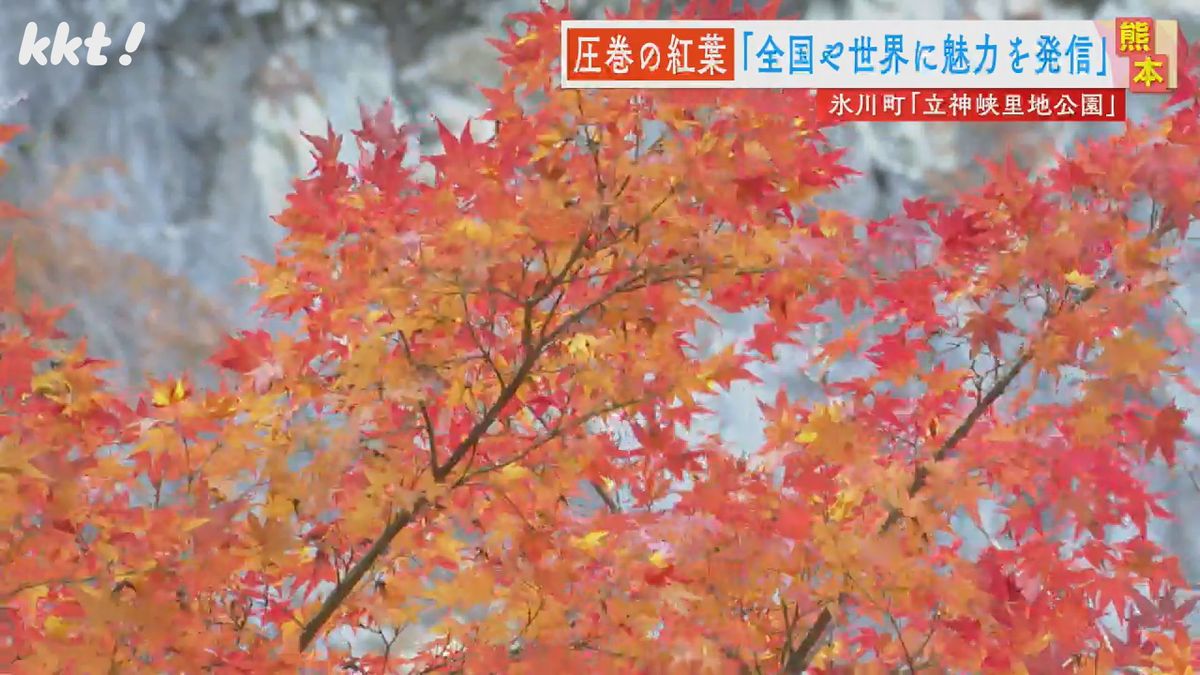 断崖絶壁を彩る赤や黄色の景観 氷川町･立神峡で紅葉見頃