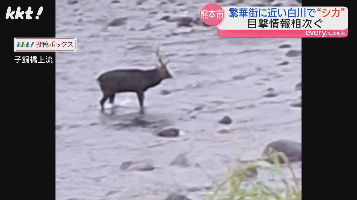 白川で撮影されたシカ(3日･熊本市中央区)