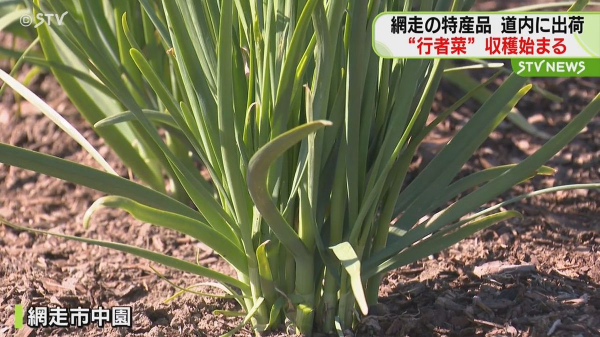 網走だけでとれる行者菜…ギョウジャニンニクとニラの“いいとこどり”！収穫いまがピーク