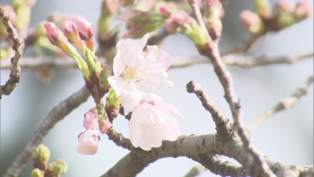 福岡管区気象台の標本木（27日）