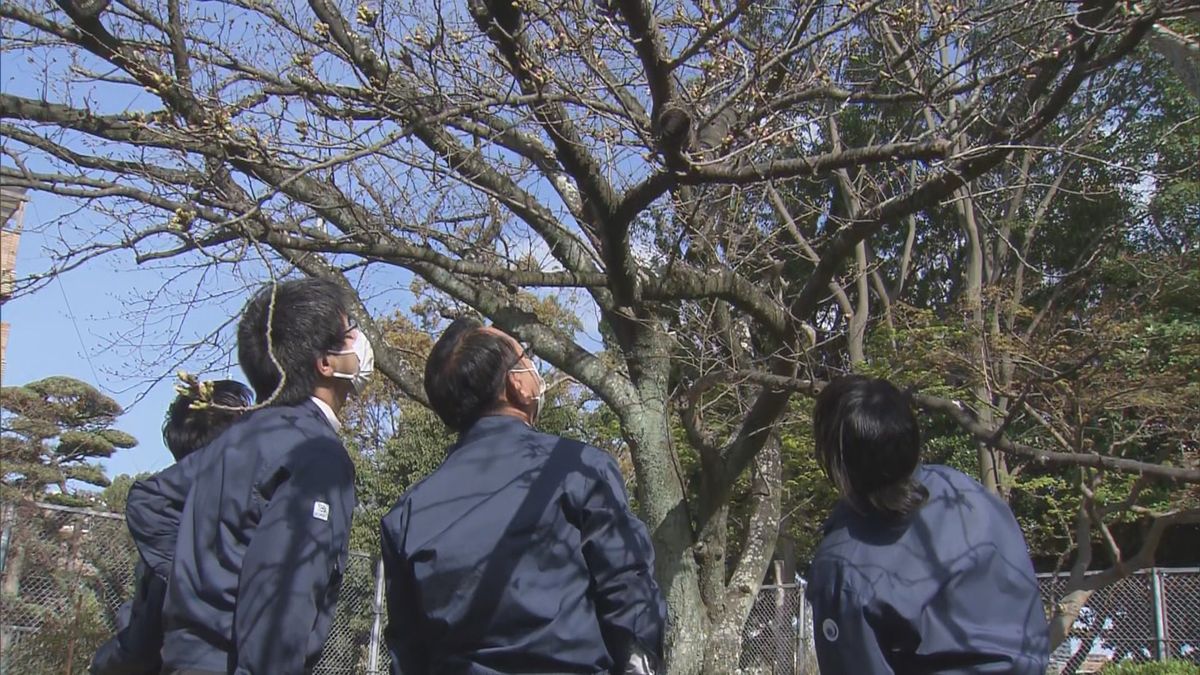 職員が開花を確認