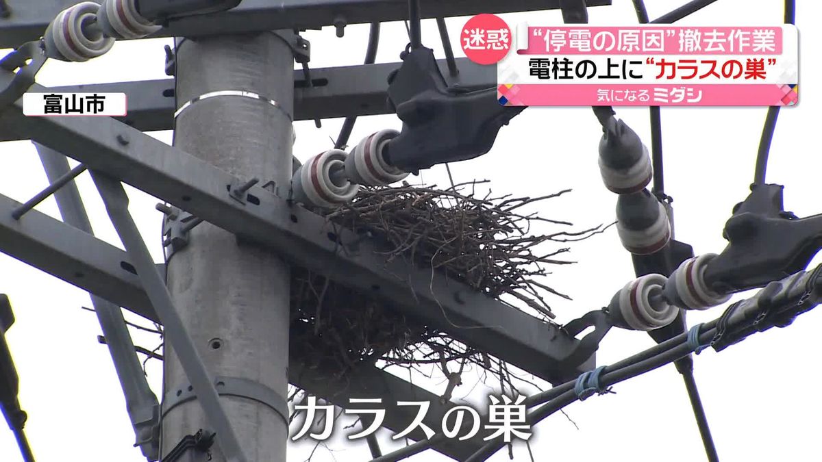 “停電の原因”電柱の上の「カラスの巣」撤去作業を公開　富山市で約1400戸が“停電”し…